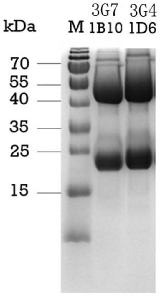 Hybridoma cell line 3g7 1B10, anti-GII.4 type norovirus P protein monoclonal antibody and application