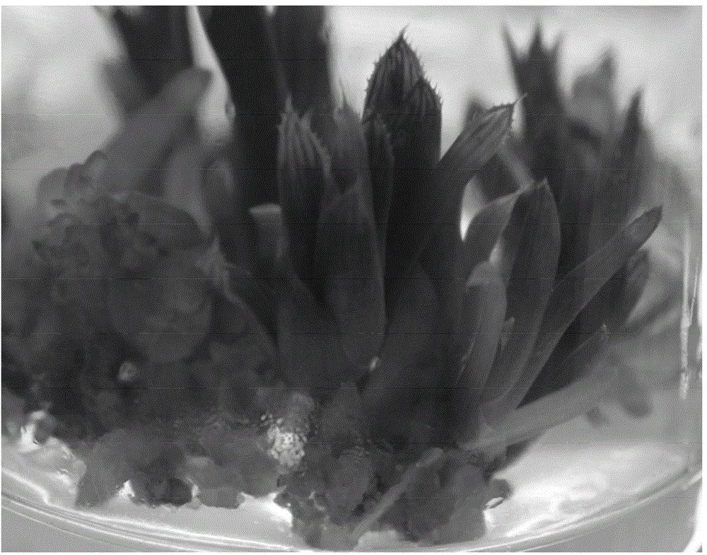 Tissue culture and intermediate propagation method for succulent Haworthia cooperivar. pilfera M. B. Bayer