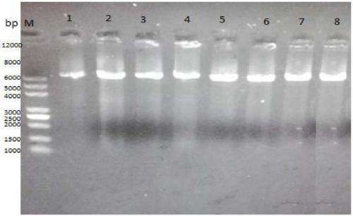 Amino acid dehydrogenase mutant and application of mutant in synthesizing L-glufosinate