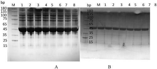 Amino acid dehydrogenase mutant and application of mutant in synthesizing L-glufosinate