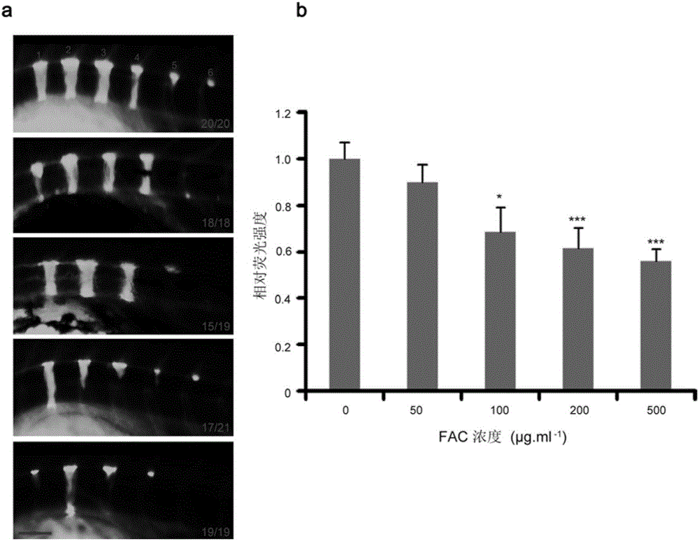 Method of preparing osteoporosis model of zebra fish and alizarin red dyeing method thereof