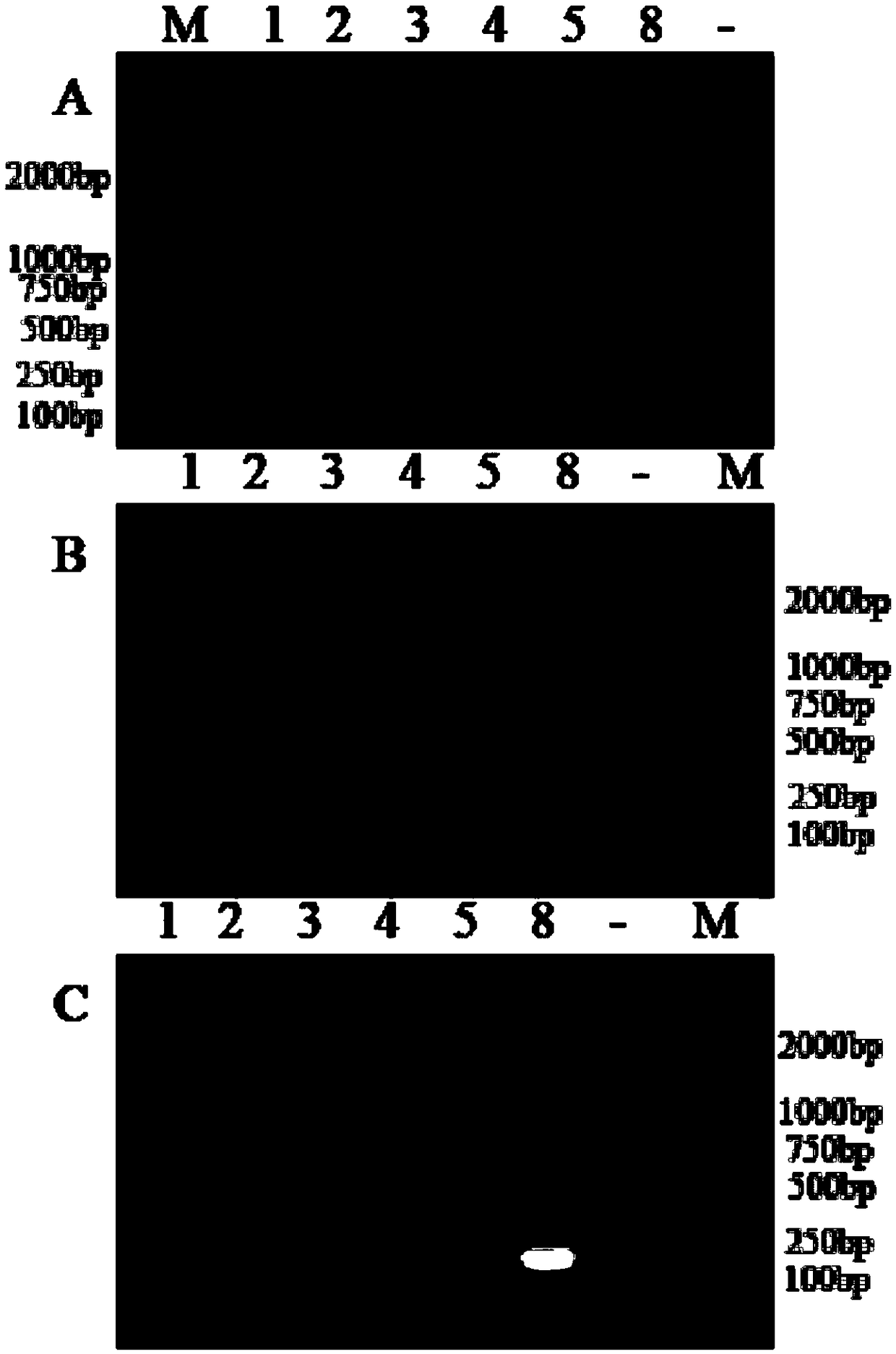 Fluorescent quantitative PCR detection method for drug resistance gene mcr (mobile colistin resistance)-4/5/8