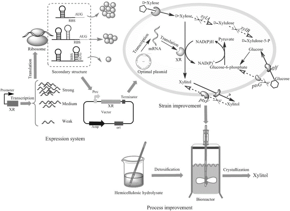 Genetic engineering strain, construction method and application in xylitol production
