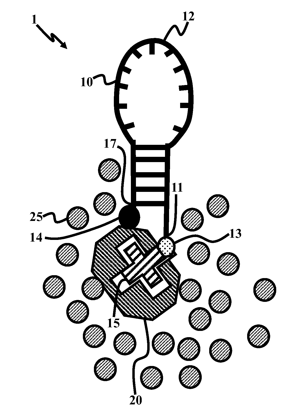 system-and-method-for-the-rapid-identification-of-biological-and