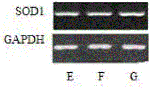 Method for efficiently separating and purifying Diosmin