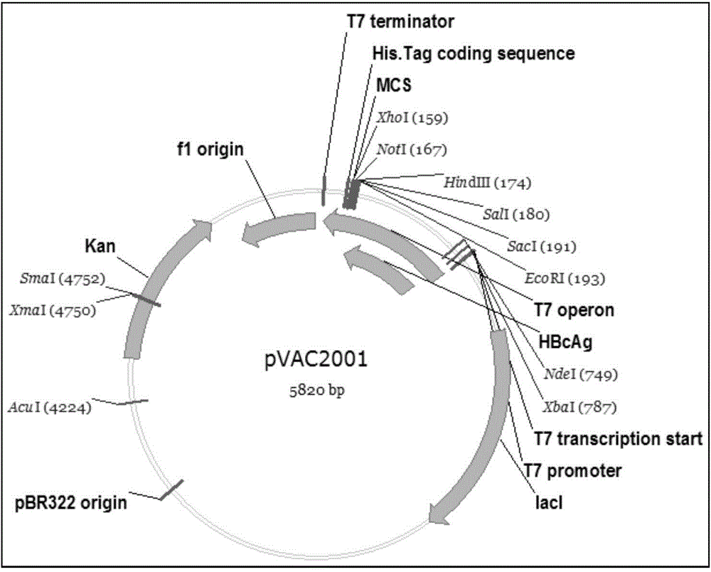 Method for purifying prokaryotic cell expressed viroid particle