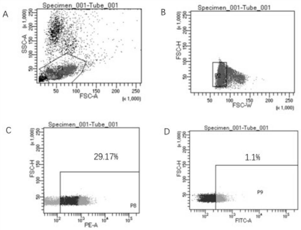 Screening method of single memory b cells and its application in the preparation of small molecule monoclonal antibodies