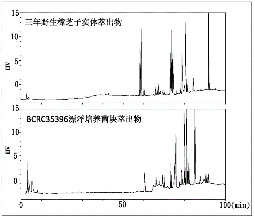 Floating type antrodia camphorata cultivation method capable of increasing triterpenes content