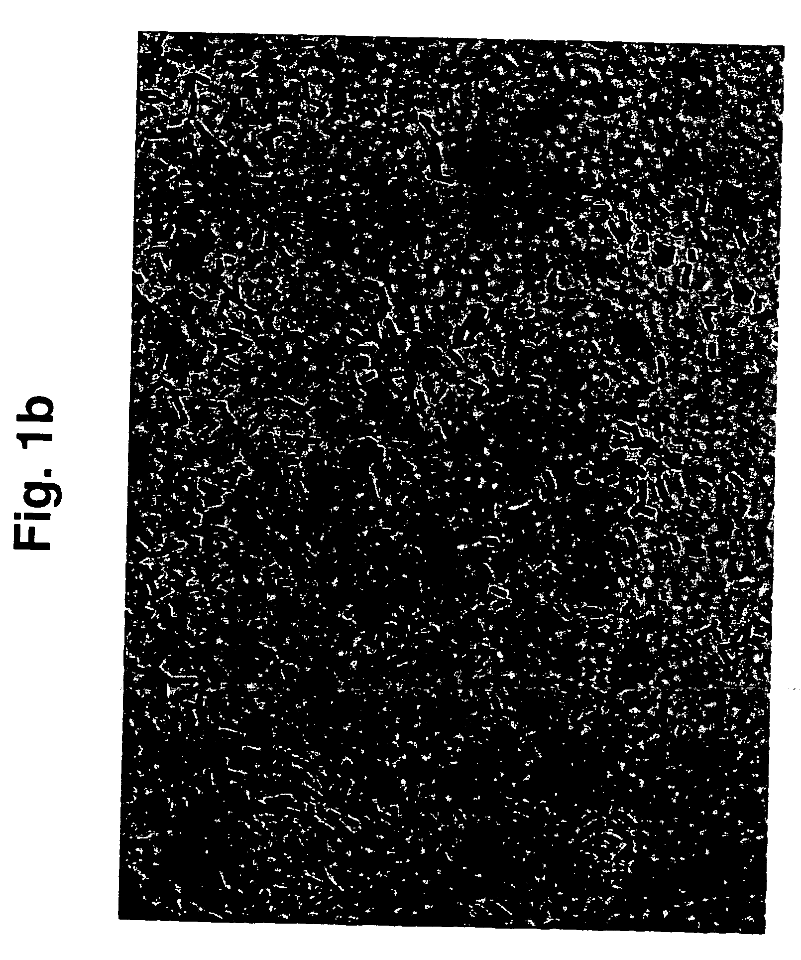 Bacterial strains, compositions including same and probiotic use thereof