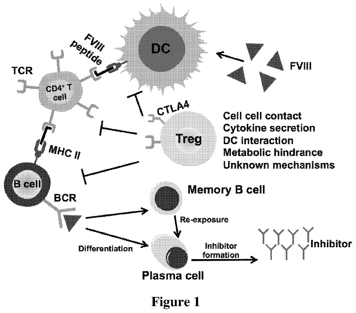 Fviii chimeric antigen receptor tregs for tolerance induction in hemophilia a