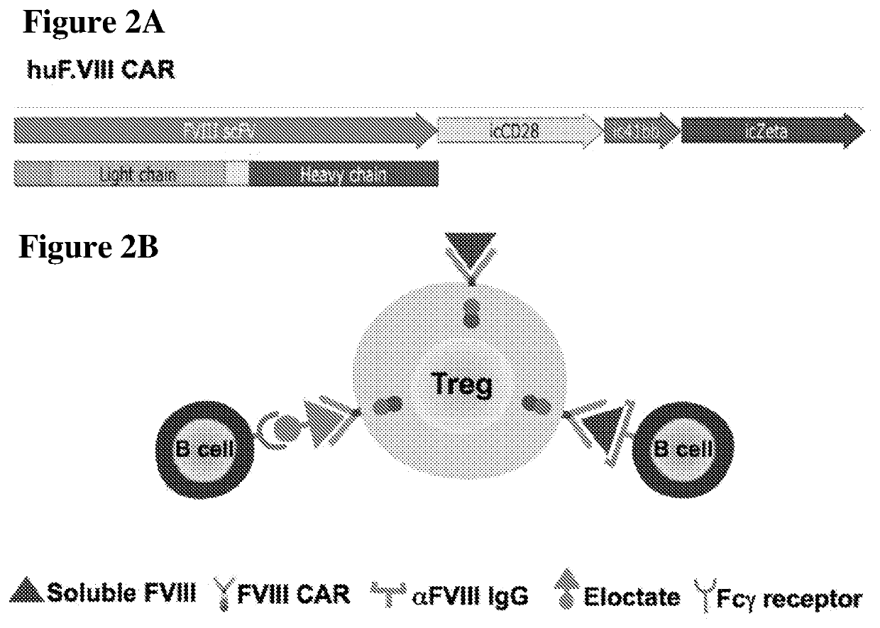 Fviii chimeric antigen receptor tregs for tolerance induction in hemophilia a