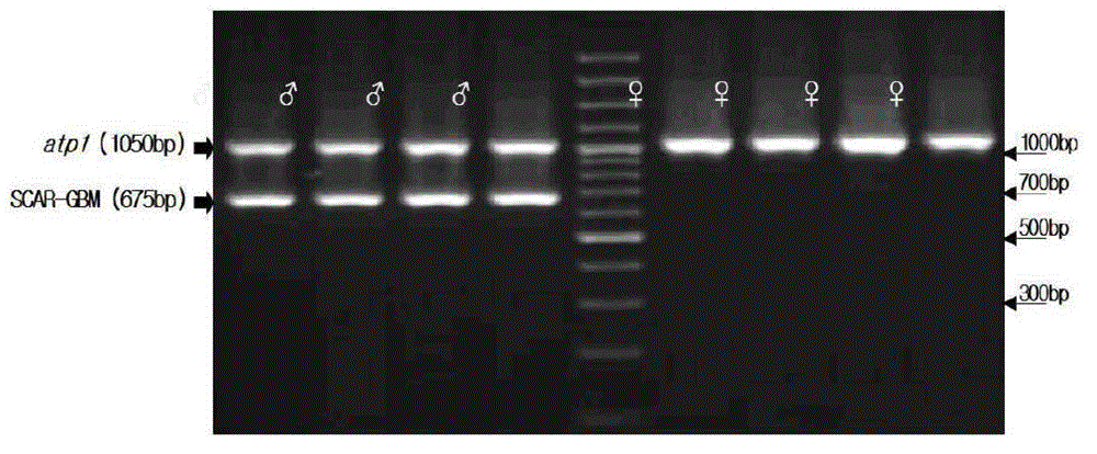 Gender identification of ginkgo biloba using molecular markers