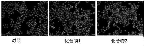 Preparation method of two aspergillus terreus ketone compounds and application of aspergillus terreus ketone compounds as antitumor drugs