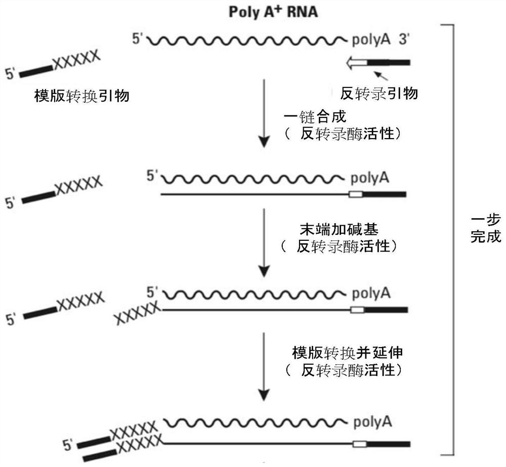 PCR primer and application thereof in DNA fragment connection