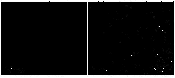 CdSe quantum dot and preparation method thereof