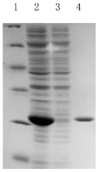 Dehalogenase DhmB, encoding gene and application thereof
