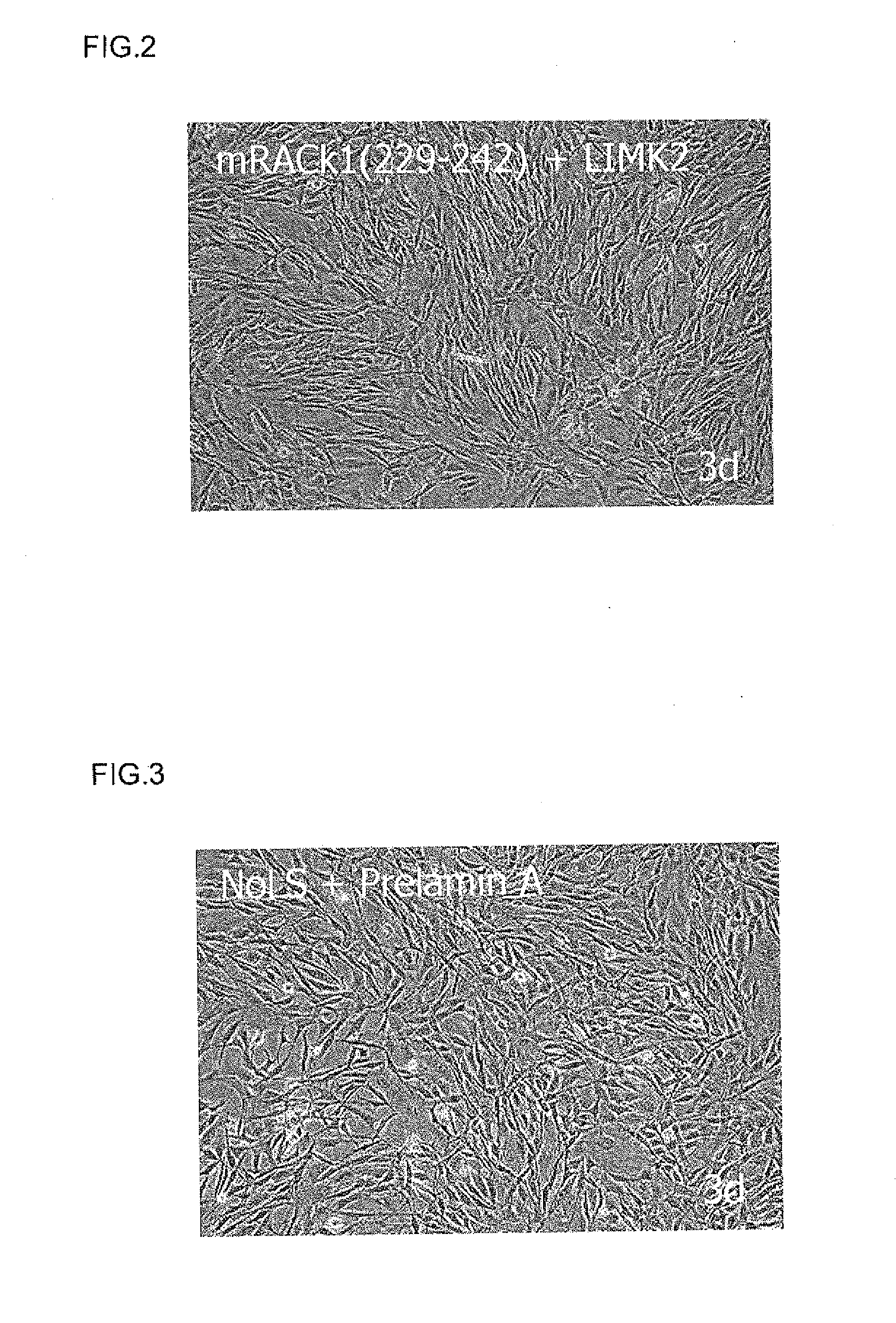 Cell proliferation-promoting peptide and use thereof