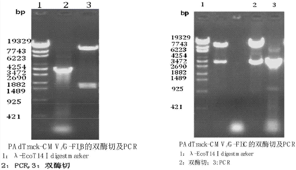 Preparation method for living-vector vaccine against rabies, product thereof and application thereof