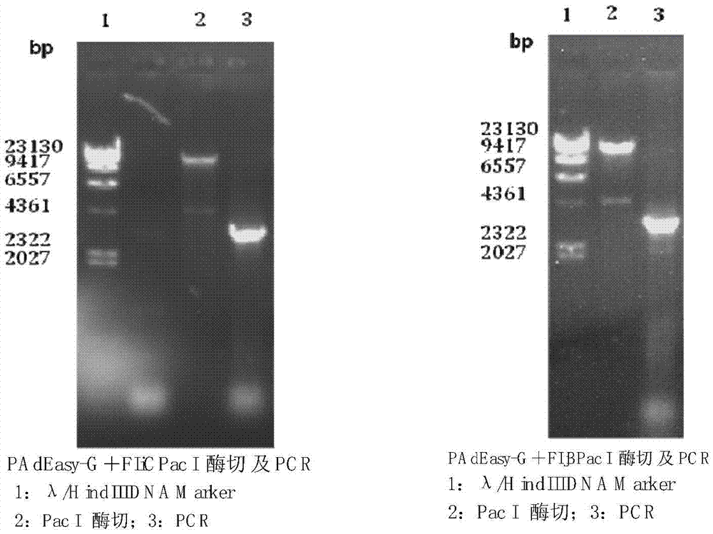 Preparation method for living-vector vaccine against rabies, product thereof and application thereof