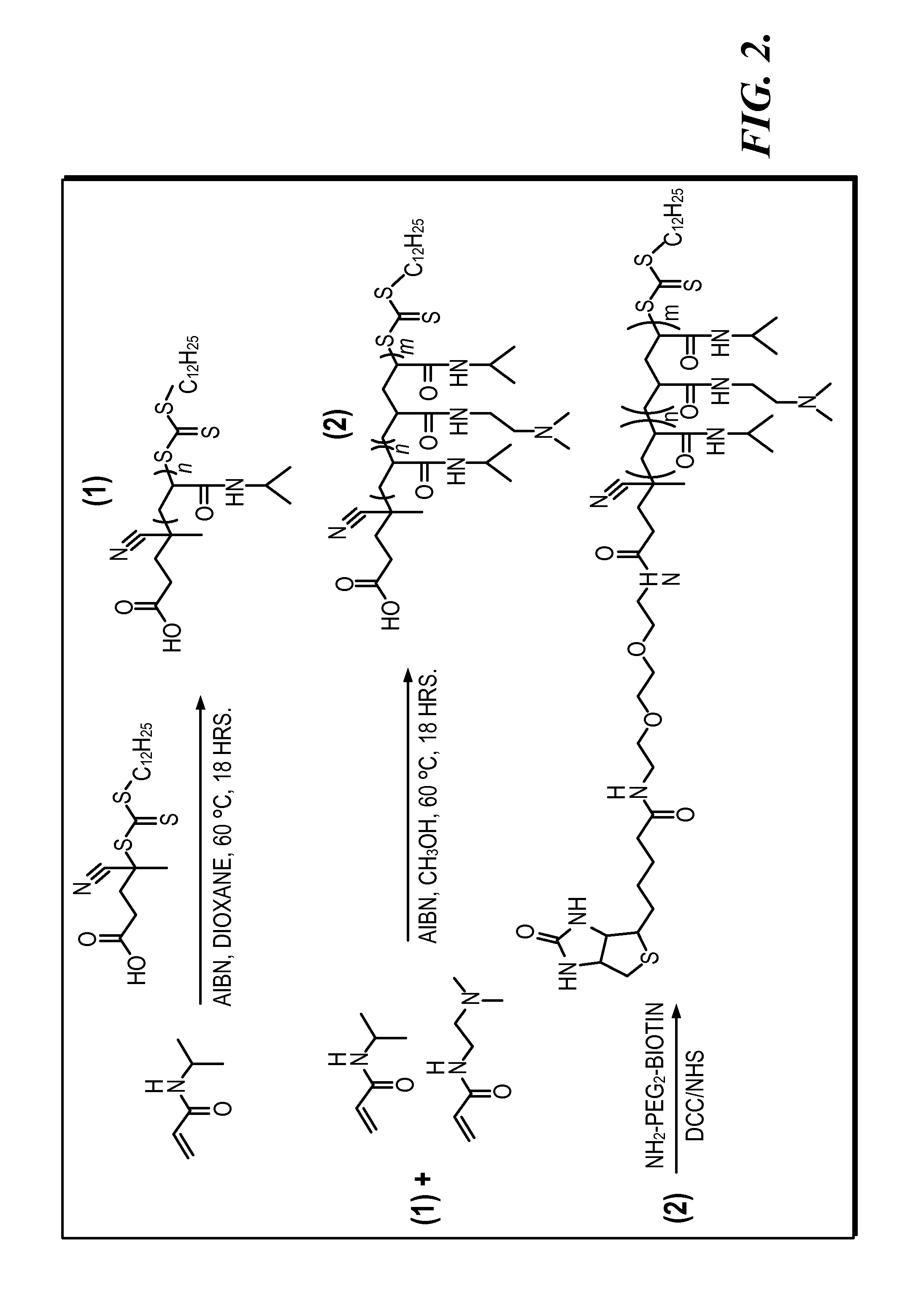 System and method for magnetically concentrating and detecting biomarkers