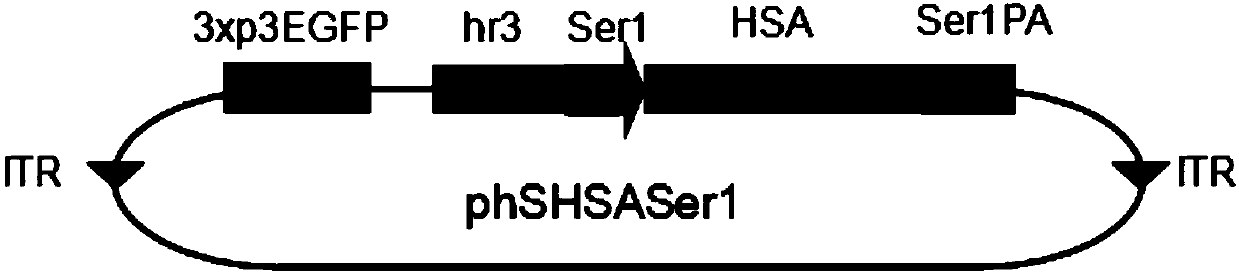 Modified human serum albumin gene suitable for expression in silk gland of silkworm and its expression system and application