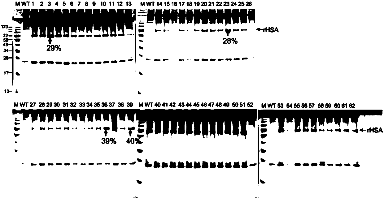 Modified human serum albumin gene suitable for expression in silk gland of silkworm and its expression system and application