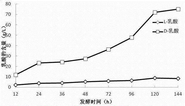 Lactobacillus and method for producing D-lactic acid by fermenting using lactobacillus