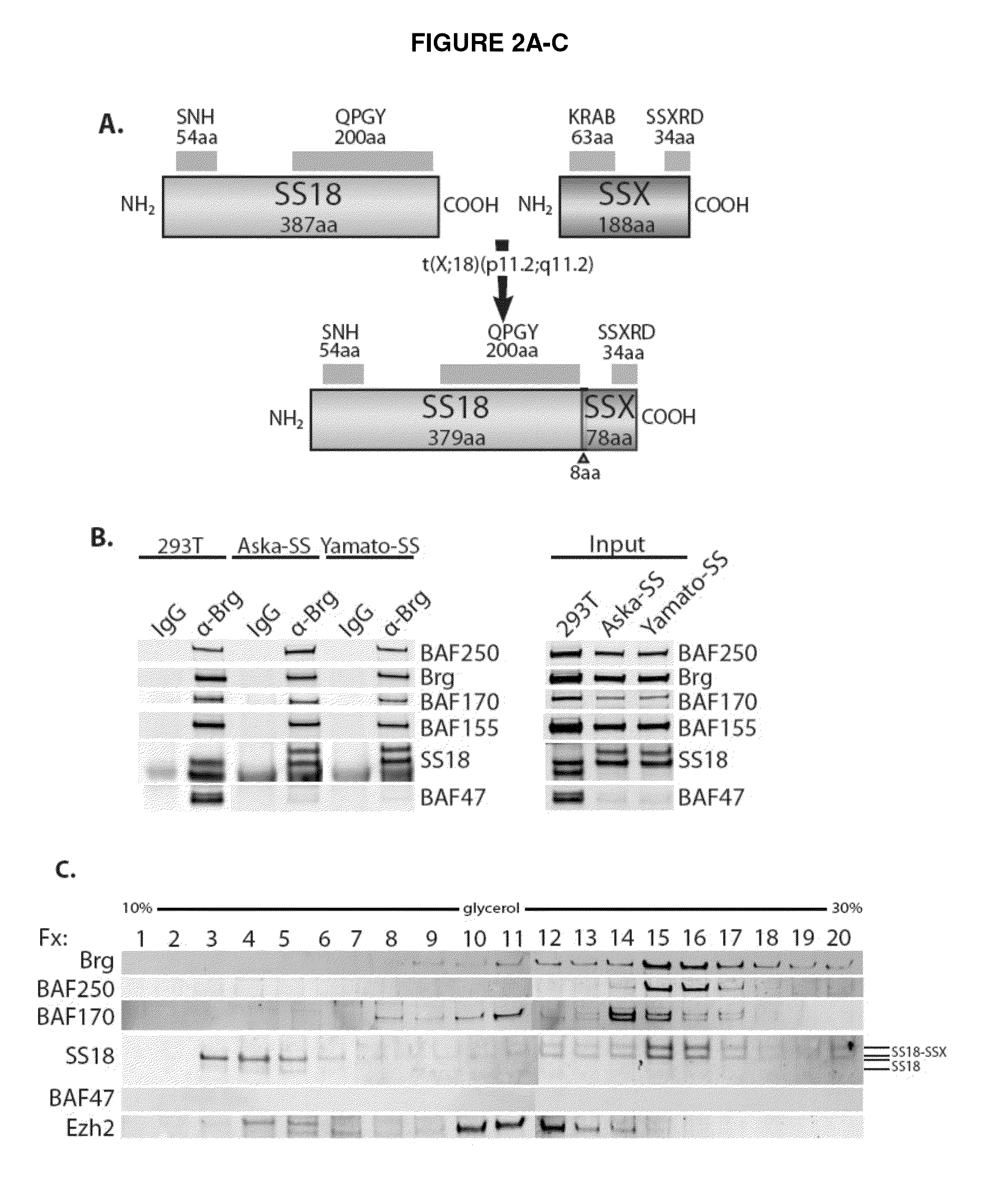 Methods, compositions and screens for therapeutics for the treatment of synovial sarcoma