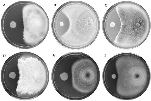 Paenibacillus terrae YC16-08 and application thereof