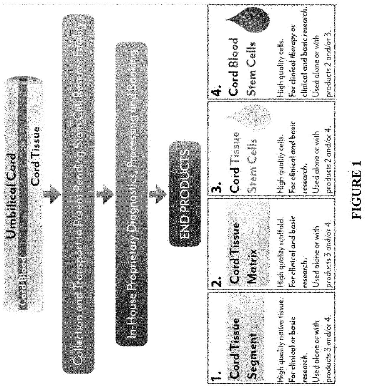 Stem cells & decellularization tissue matrix from cord tissue