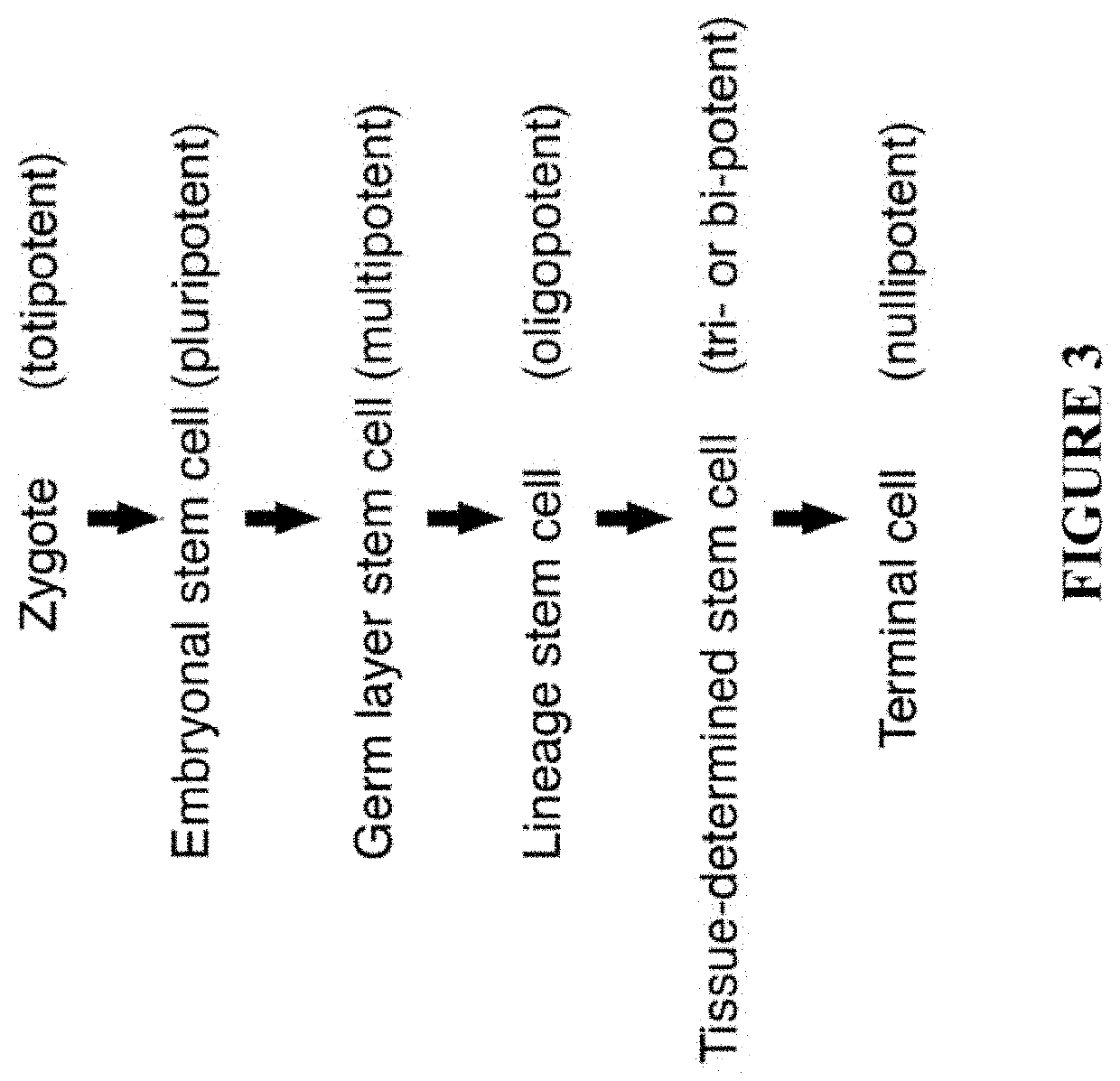 Stem cells & decellularization tissue matrix from cord tissue