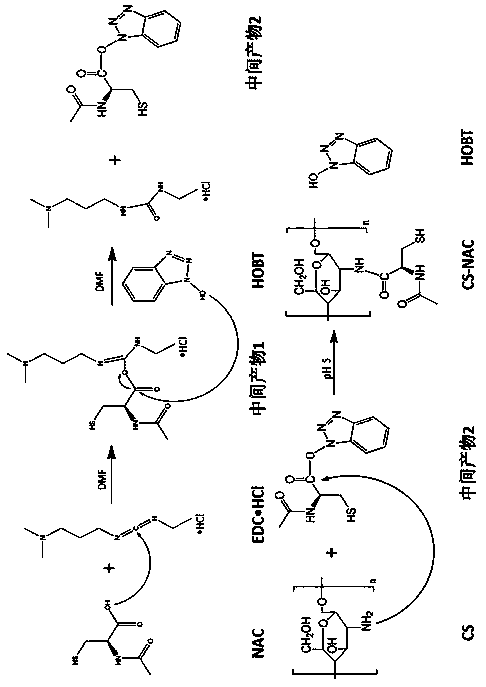 A kind of synthetic method of bioadhesive thiol chitosan