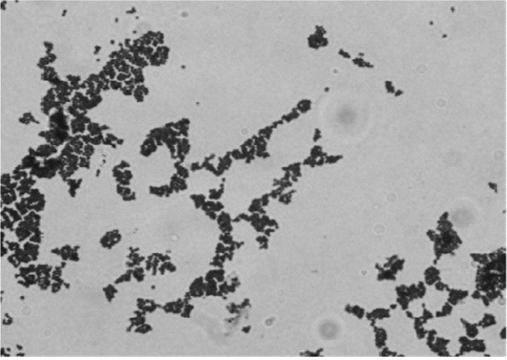 Enterococcus facium strain and application thereof