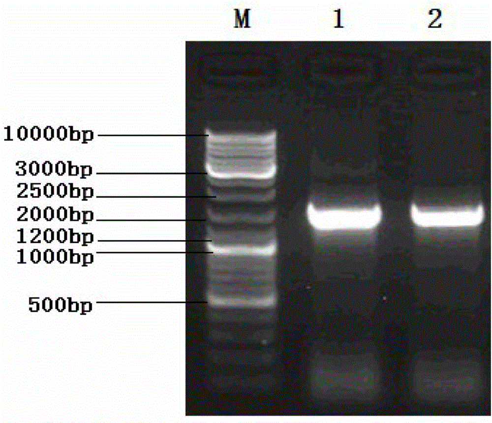 Enterococcus facium strain and application thereof