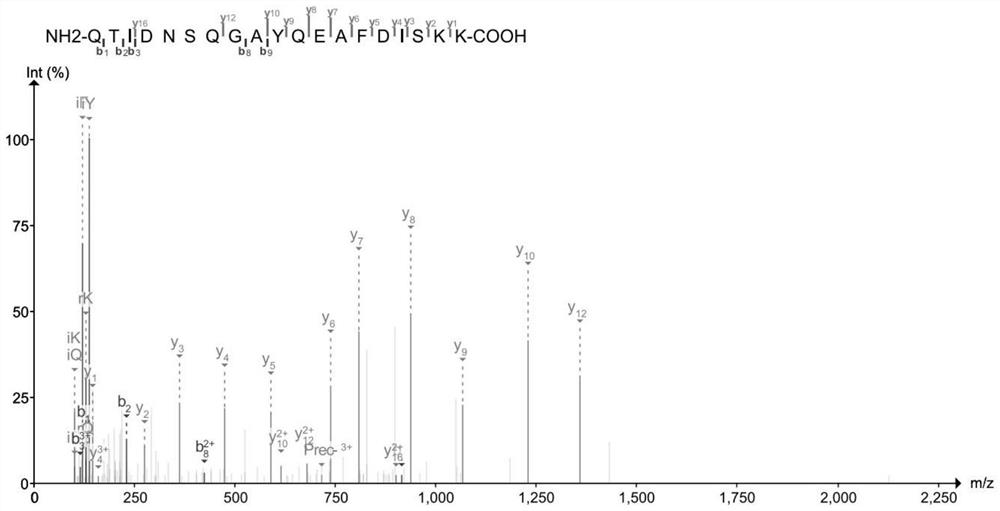 Skin aging protein marker-1433T protein and non-invasive extraction method thereof