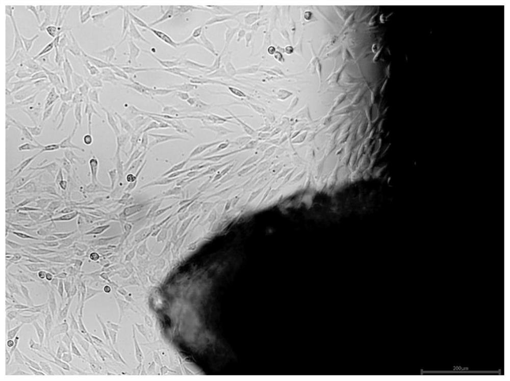 A serum-free medium for mesenchymal stem cells