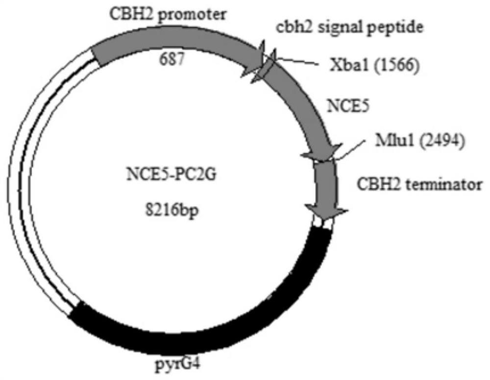 A kind of novel Trichoderma host cell and its application