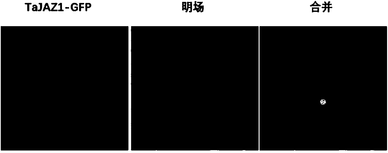 Wheat powdery mildew resistance gene and application thereof