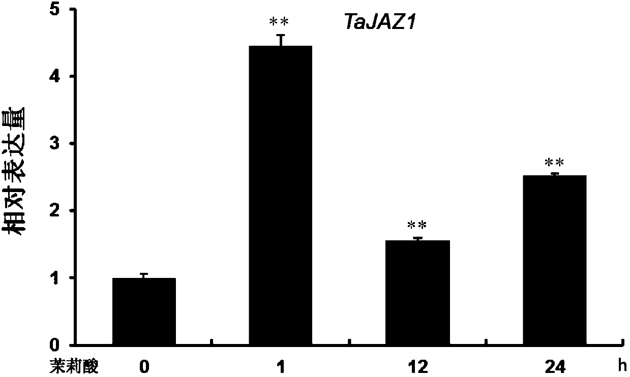 Wheat powdery mildew resistance gene and application thereof