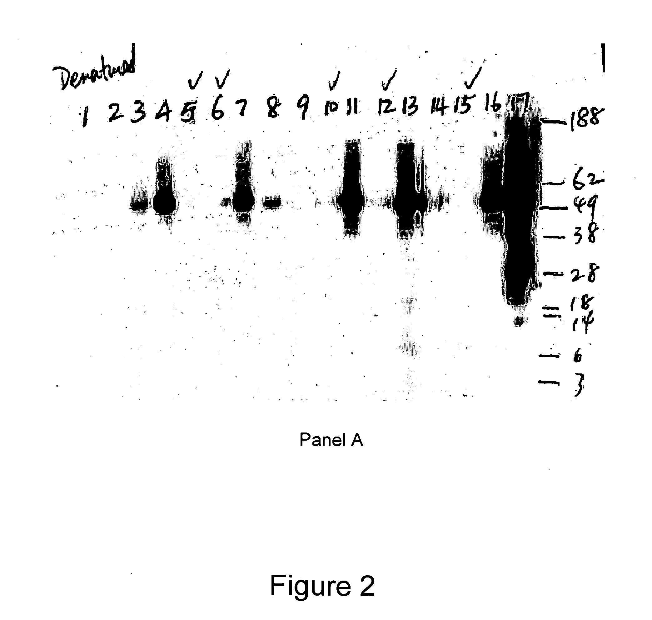 Native immunoglobulin binding reagents and methods for making and using same
