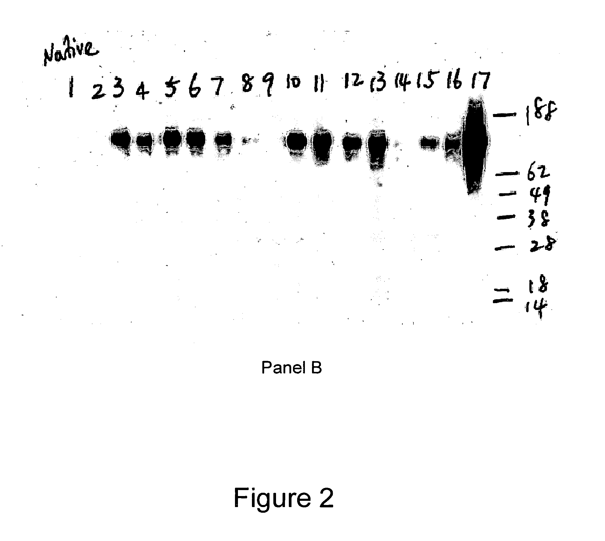 Native immunoglobulin binding reagents and methods for making and using same