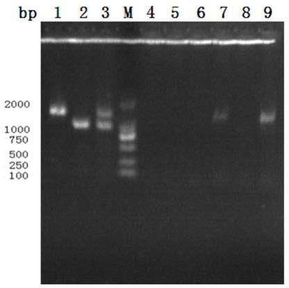 Method and kit for detecting Escherichia coli