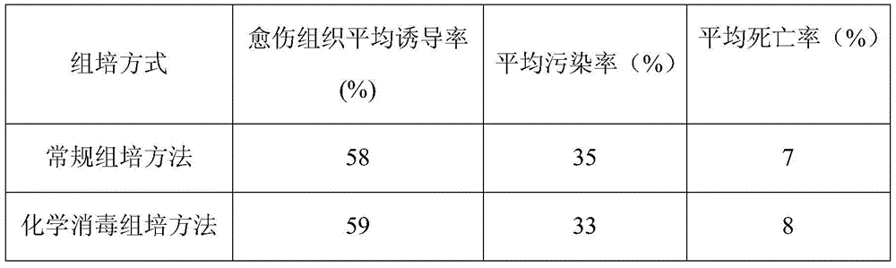 A kind of chemical disinfection tissue culture method of giant awn