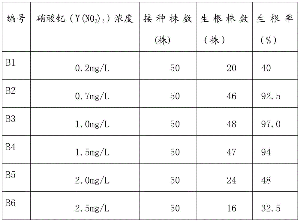 A kind of method of bovine vigorous tissue culture rooting