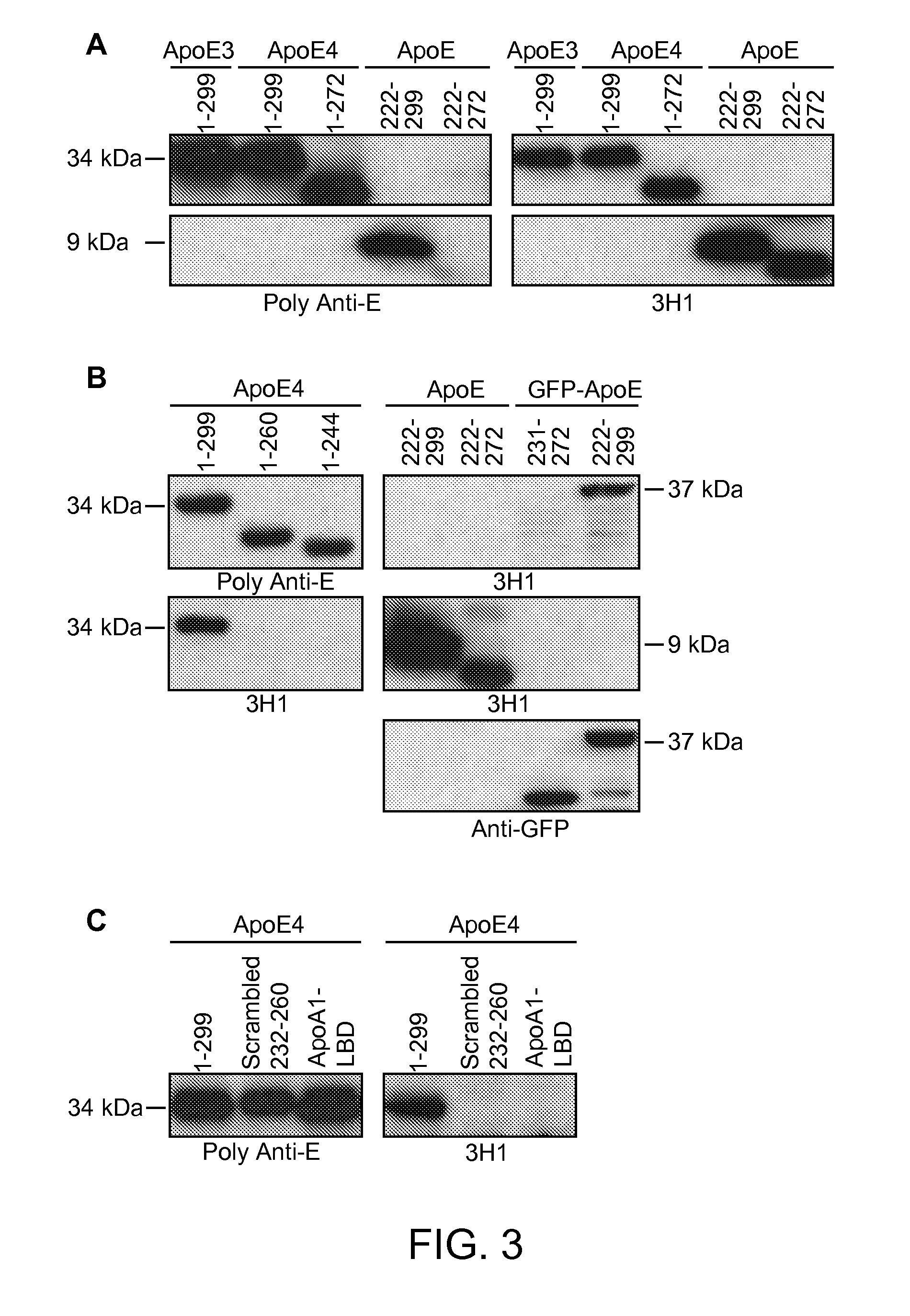 Antibody specific for apolipoprotein and methods of use thereof