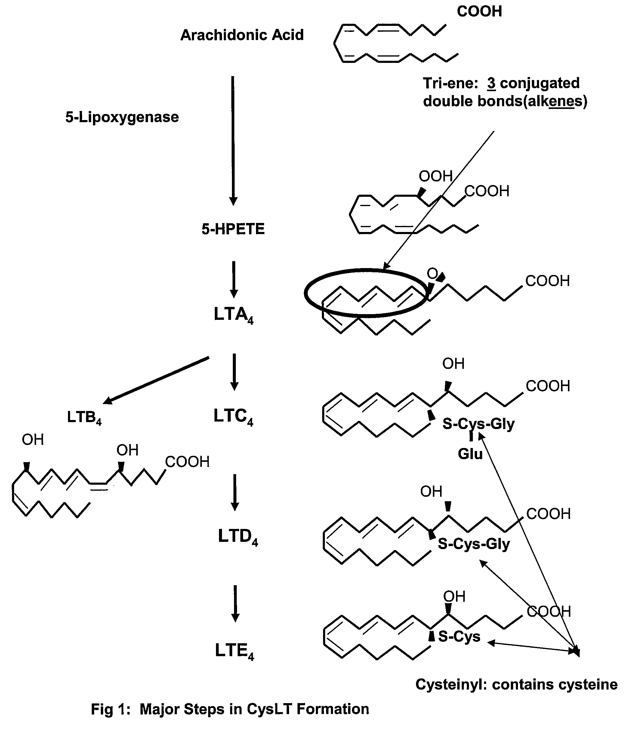 Methods to determine susceptibility to treatment with leukotriene modifiers