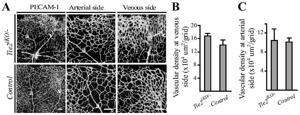 Protective effect and application of tie2 on venous vessels in retina and other tissues