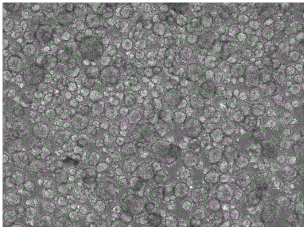 Separating method of tumor stem cells