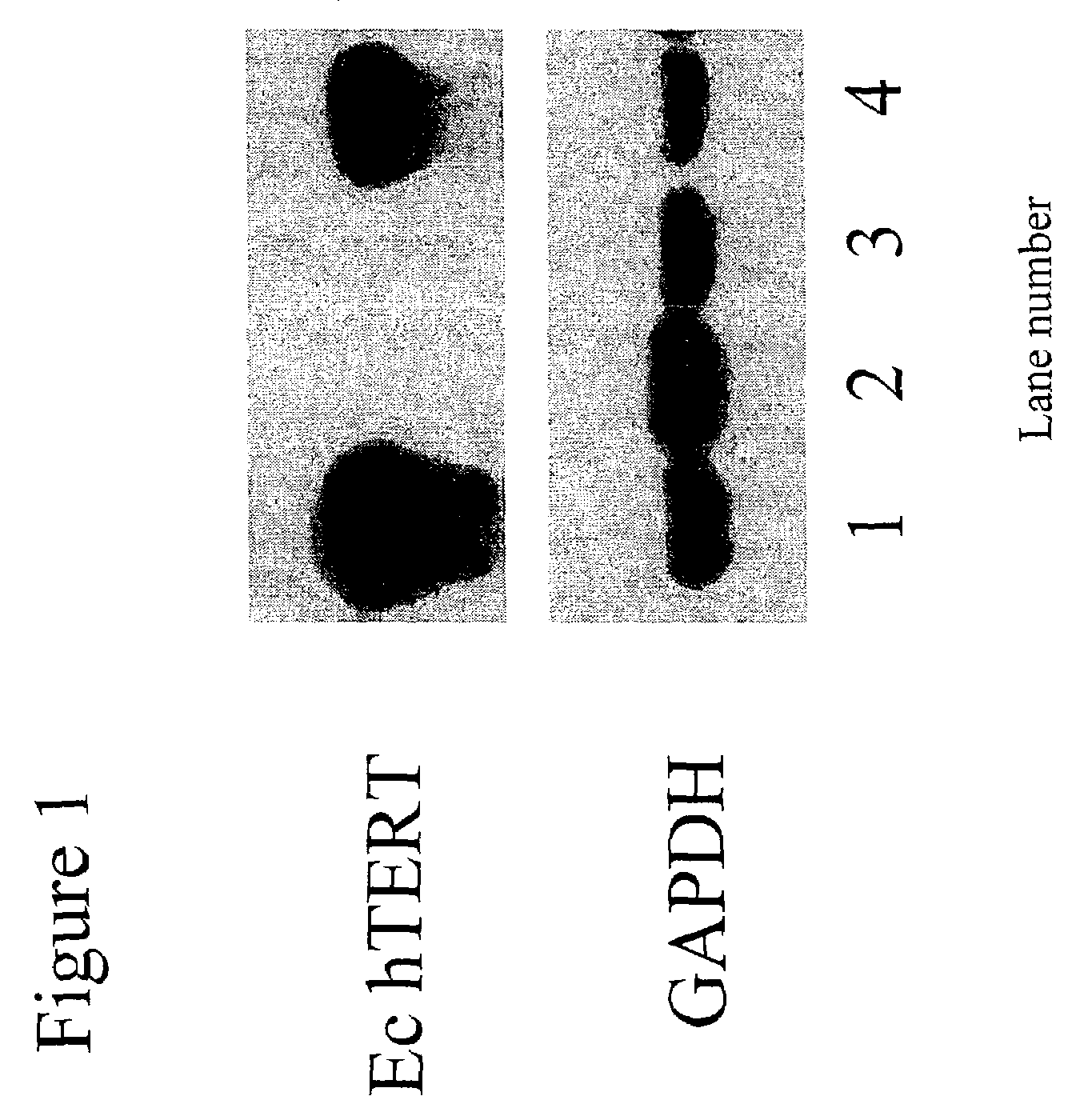 Fusion partner cells and uses thereof