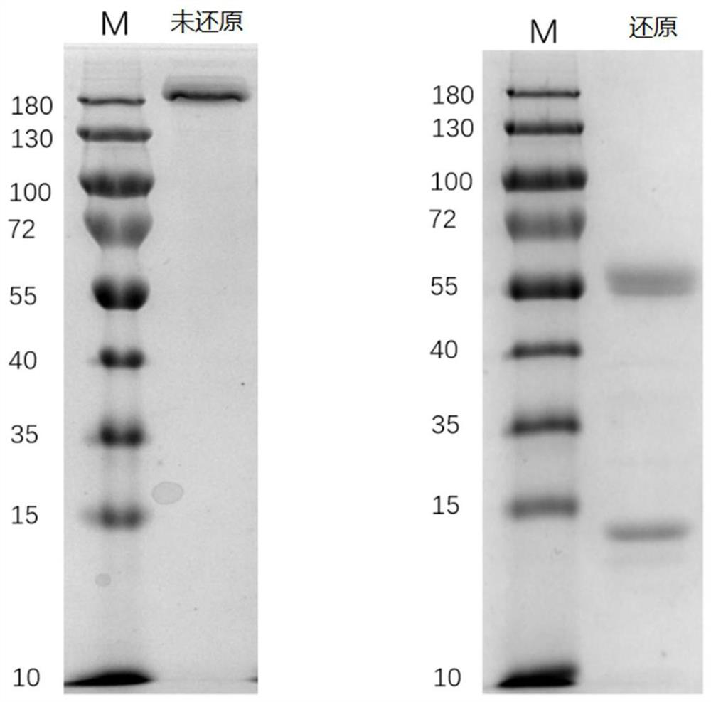 Anti-MMAE monoclonal antibody, coding sequence and application thereof